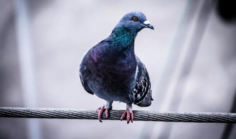 Lutte contre les pigeons Grenoble